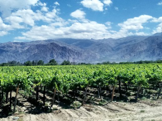 Cafayate-vignoble